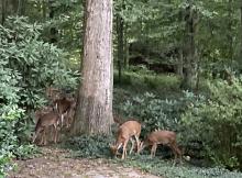 Four deer graze around a larger tree, bushes in the background and to either side