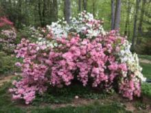 a picture of an azalea bush with pink flowers in the foreground and white flowers in the background